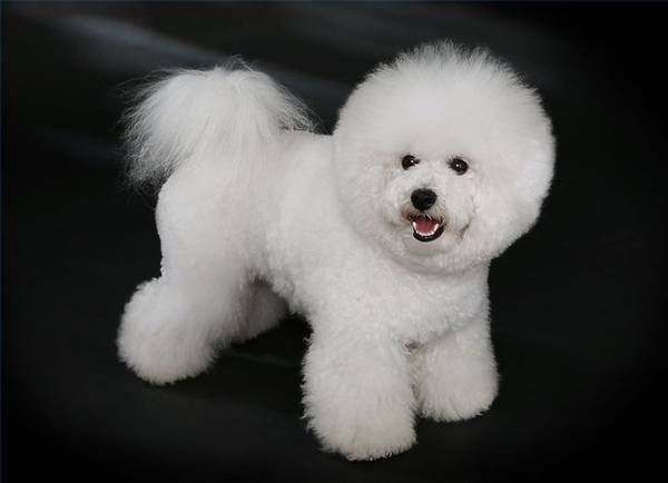 Anjing jenis bichon frise