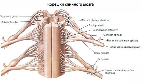 Sumsum tulang belakang 
