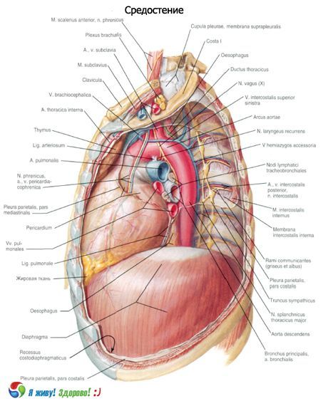Mediastinum