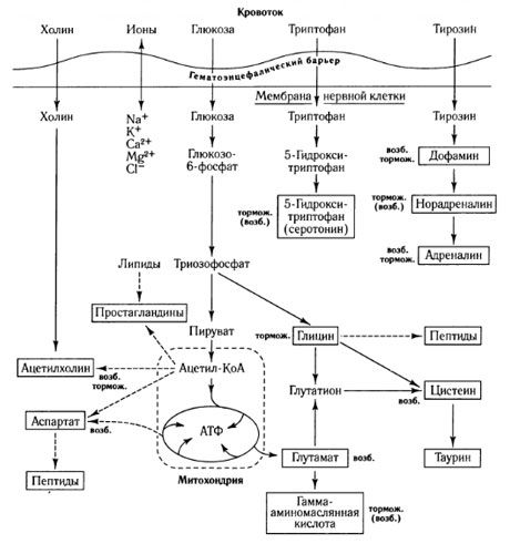 Jalur pertukaran mediator dan peran sawar darah-otak dalam metabolisme (menurut: Shepherd, 1987)