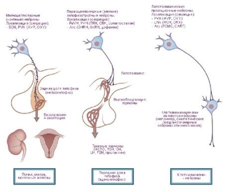 Hipotalamus.  Tiga jenis sel neurosekresi dari hipotalamus.
