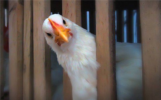 Dokter Jerman membunyikan alarm: mikroba resistan antibiotik ditemukan dalam daging ayam