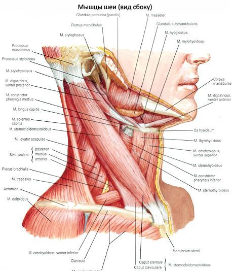 Otot mastoid payudara-klavikula (m. Sternocleidomastoideus)