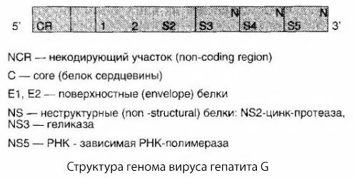 Virus Hepatitis G (HGV)