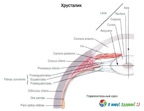 Lensa.  Struktur lensa