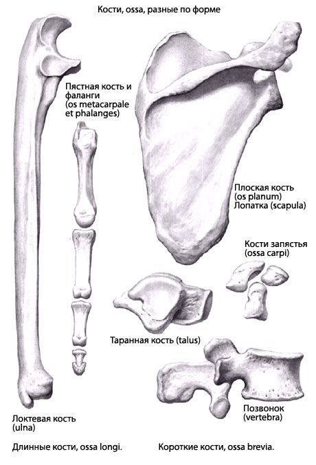 Jenis tulang