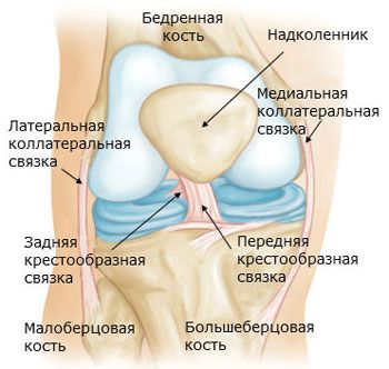 Sendi lutut