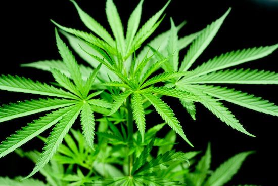 Ganja tidak mengurangi rasa sakit, tetapi membuatnya lebih tertahankan