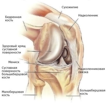 Meniscus dari sendi lutut
