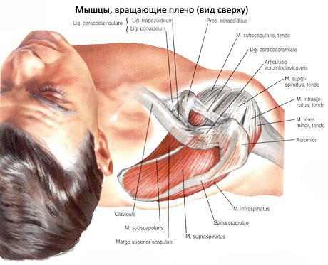 Otot supraspinatus dan infraspinatus
