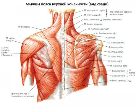 Otot teres minor dan teres mayor