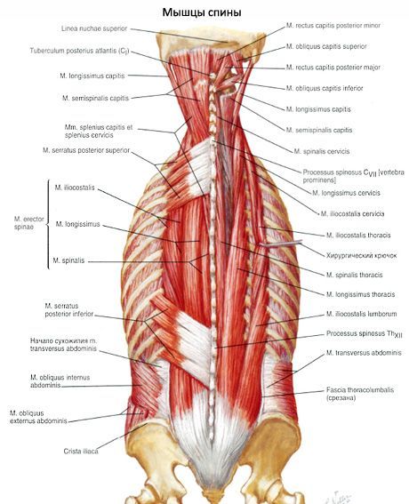 Otot erector spinae