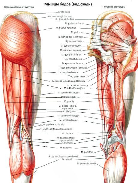 Otot panggul (otot korset pelvis)