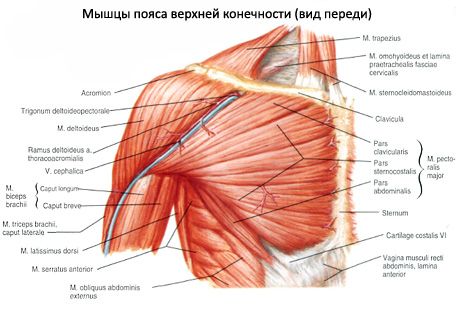 Berbentuk delta