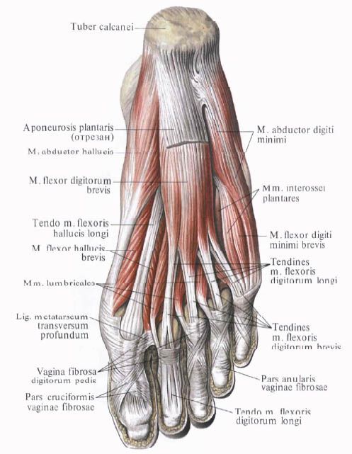 Otot-otot kaki
