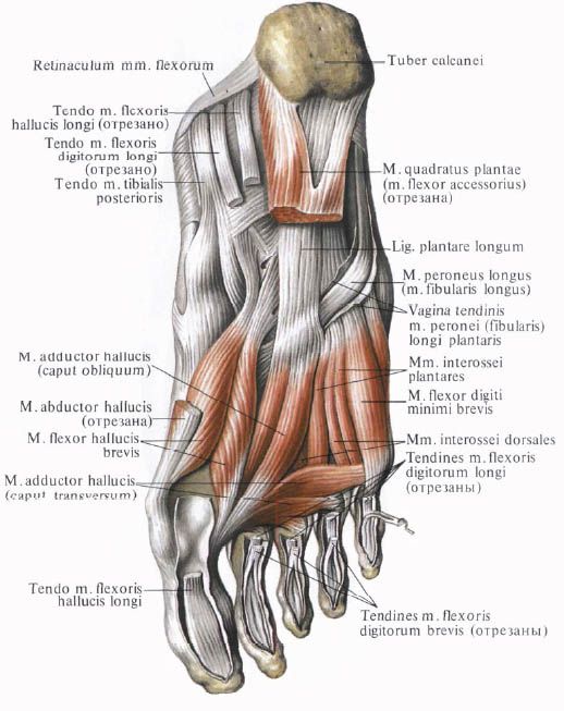 Otot-otot kaki