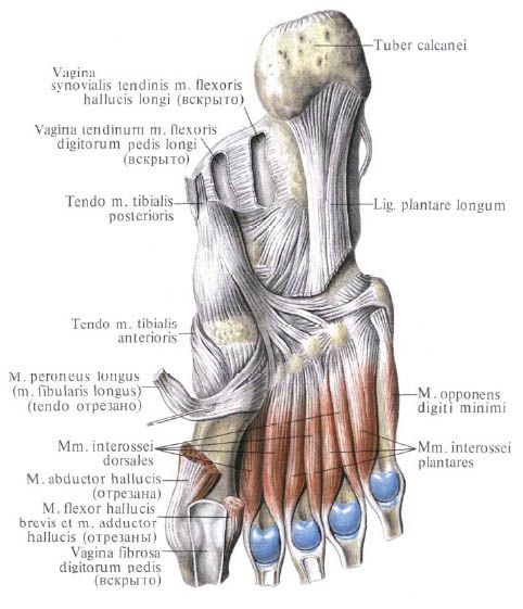 Otot-otot kaki