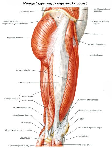 Otot panggul (otot korset pelvis)