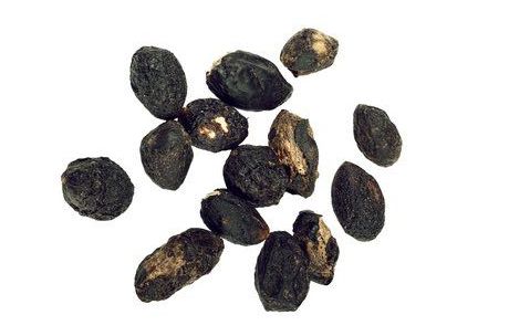 Pohon palem serenoa