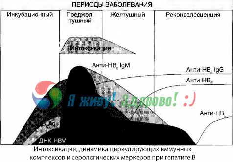 Patogenesis Hepatitis B