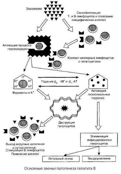 Skema Patogenesis Hepatitis B