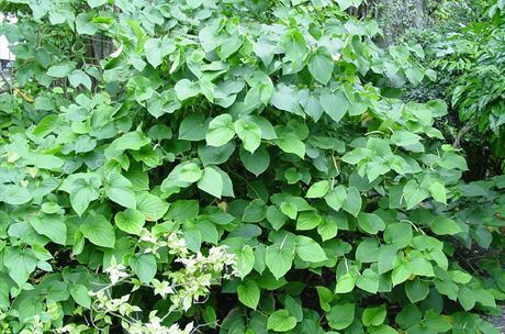 Cava dihasilkan dari akar semak (Piper methysticum)