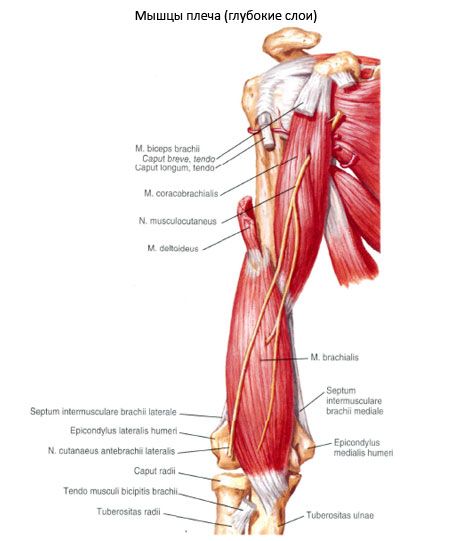 Otot empedu-humeralis (m.coracobrachialis)