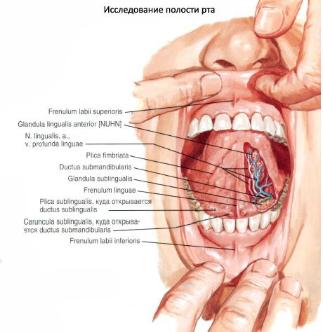 Kelenjar liur sublingual