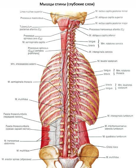 Otot suboksipital leher