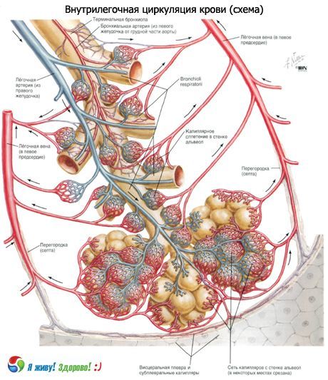Bronchi.  Sistem pernapasan bronkus