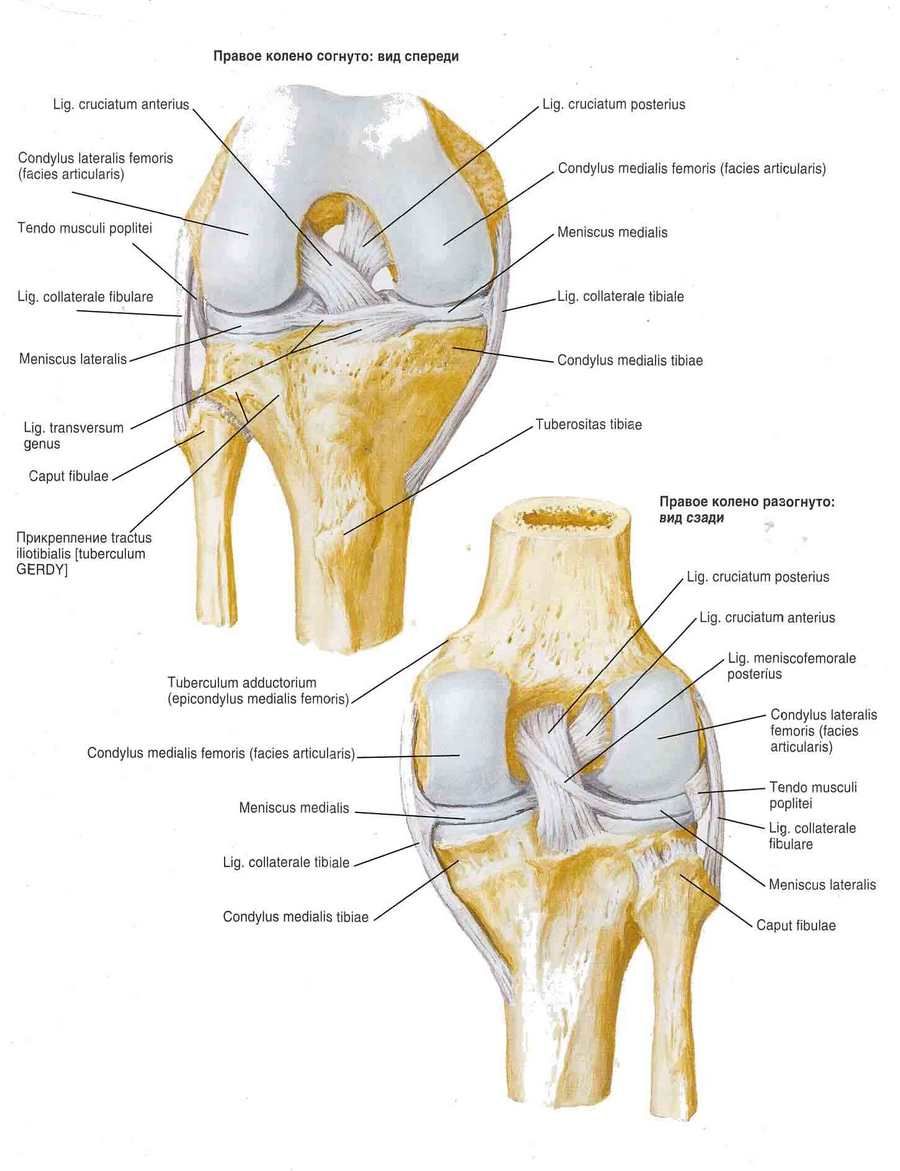 Ligamen sendi lutut