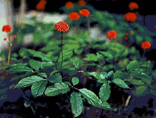 Daun Ginseng