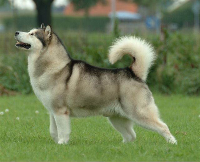 Malamute Alaska Raksasa