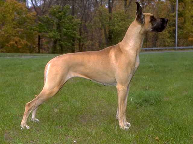 Anjing Great Dane