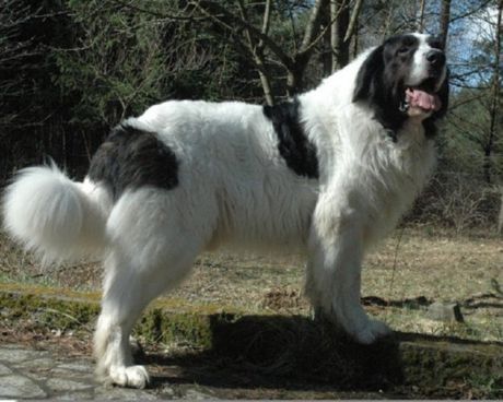 Anjing Mastiff Pirenia