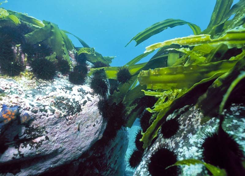 Jika populasi berang-berang laut dipulihkan, pada gilirannya, jumlah bulu babi akan berkurang, yang berarti akan ada lebih banyak rumput laut.