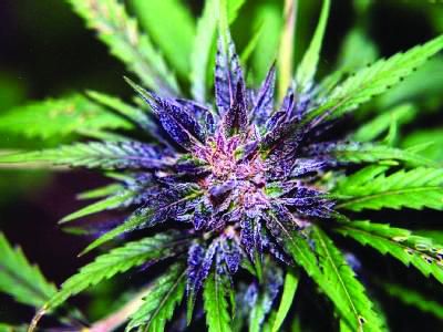 Berbagai jenis ganja medis tanpa efek narkotika telah dikembangkan