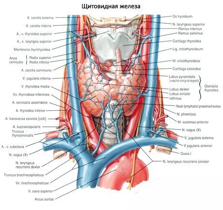 Kelenjar tiroid (glandula thyroidea)