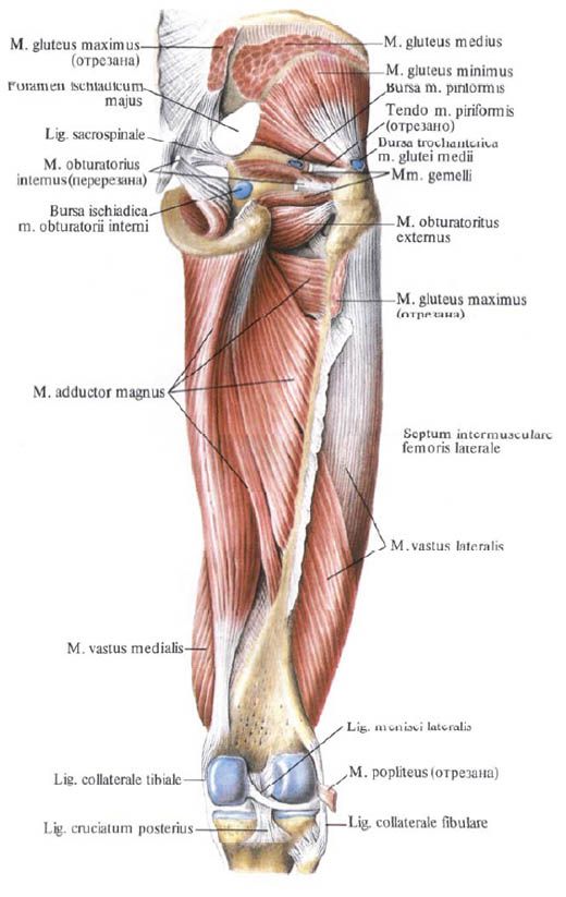 articulație în genunchi și cotul doare