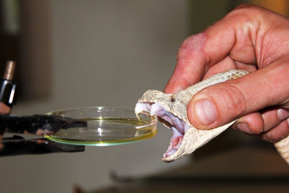 snake venom