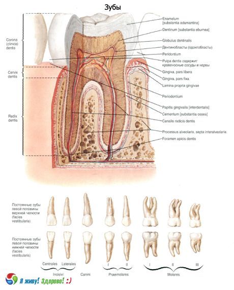 Gigi  Struktur gigi