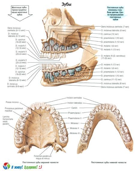 Gigi  Struktur gigi